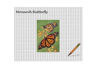 Monarch Butterfly
 