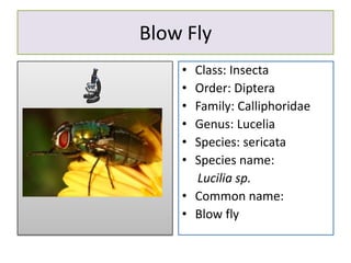 Blow Fly
    • Class: Insecta
    • Order: Diptera
    • Family: Calliphoridae
    • Genus: Lucelia
    • Species: sericata
    • Species name:
      Lucilia sp.
    • Common name:
    • Blow fly
 