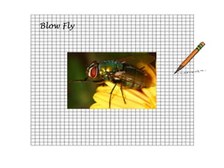 Blow Fly
 