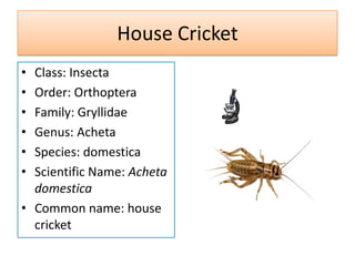House Cricket
• Class: Insecta
• Order: Orthoptera
• Family: Gryllidae
• Genus: Acheta
• Species: domestica
• Scientific Name: Acheta
  domestica
• Common name: house
  cricket
 
