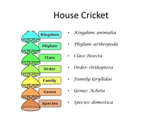 House Cricket
   •   Kingdom: animalia

   •   Phylum: arthropoda

   •   Class: Insecta

   •   Order: Orthoptera

   •   Family: Gryllidae

   •   Genus: Acheta

   •   Species: domestica
 