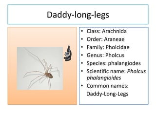 Daddy-long-legs
        • Class: Arachnida
        • Order: Araneae
        • Family: Pholcidae
        • Genus: Pholcus
        • Species: phalangiodes
        • Scientific name: Pholcus
          phalangioides
        • Common names:
          Daddy-Long-Legs
 