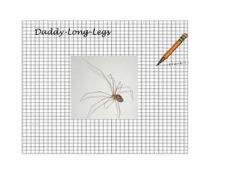 Daddy-Long-Legs
 