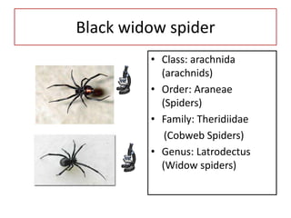 Black widow spider
         • Class: arachnida
           (arachnids)
         • Order: Araneae
           (Spiders)
         • Family: Theridiidae
            (Cobweb Spiders)
         • Genus: Latrodectus
           (Widow spiders)
 