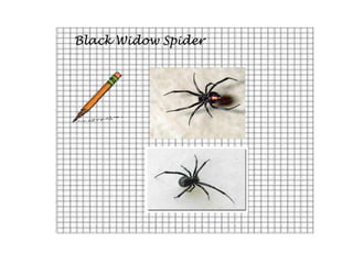 Black Widow Spider
 