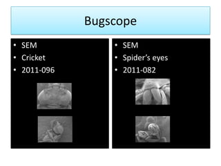 Bugscope
• SEM            • SEM
• Cricket        • Spider’s eyes
• 2011-096       • 2011-082
 