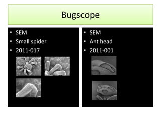 Bugscope
• SEM                • SEM
• Small spider       • Ant head
• 2011-017           • 2011-001
 