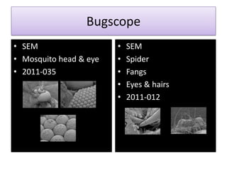 Bugscope
• SEM                   •   SEM
• Mosquito head & eye   •   Spider
• 2011-035              •   Fangs
                        •   Eyes & hairs
                        •   2011-012
 