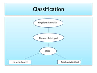 Classification

                     Kingdom: Animalia




                     Phylum: Arthropod




                           Class
                             V



Insecta (insect)                         Arachnida (spider)
 