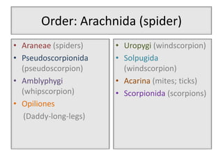 Order: Arachnida (spider)
• Araneae (spiders)    • Uropygi (windscorpion)
• Pseudoscorpionida    • Solpugida
  (pseudoscorpion)       (windscorpion)
• Amblyphygi           • Acarina (mites; ticks)
  (whipscorpion)       • Scorpionida (scorpions)
• Opiliones
   (Daddy-long-legs)
 