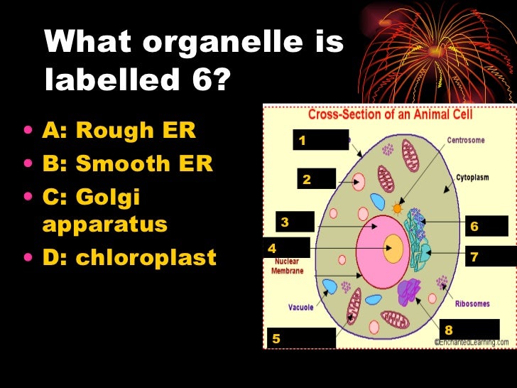 Final exam review game biology b
