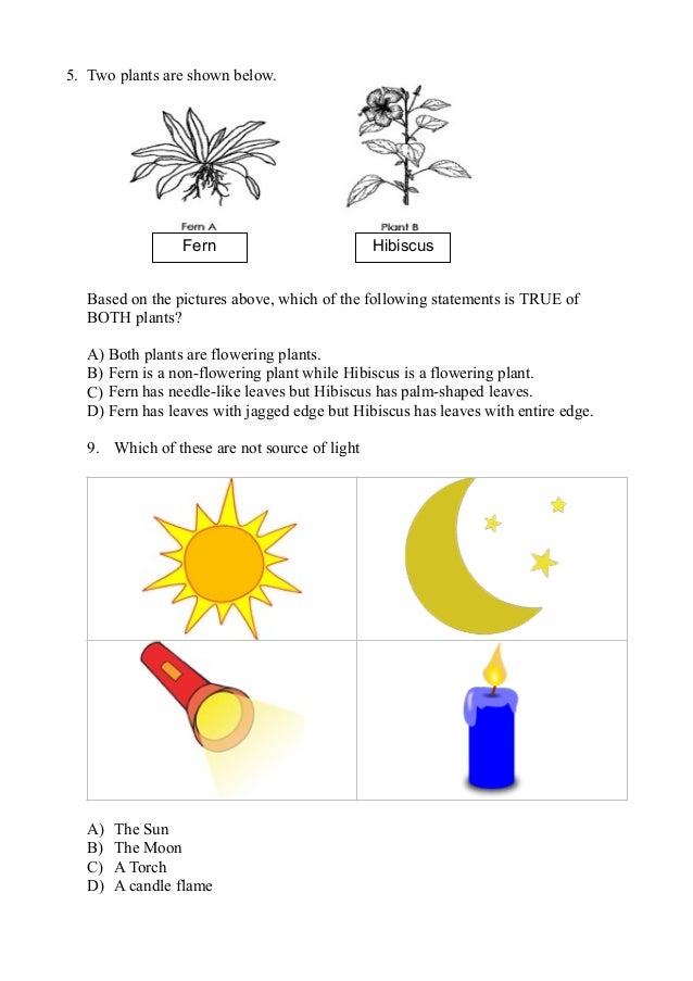 Exam Year 1- Science