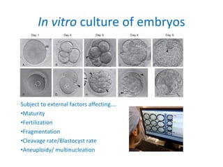 In vitro culture of embryos
Subject to external factors affecting….
•Maturity
•Fertilization
•Fragmentation
•Cleavage rate/Blastocyst rate
•Aneuploidy/ multinucleation
 