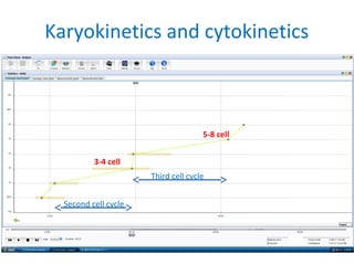 Karyokinetics and cytokinetics
Second cell cycle
Third cell cycle
3-4 cell
5-8 cell
 