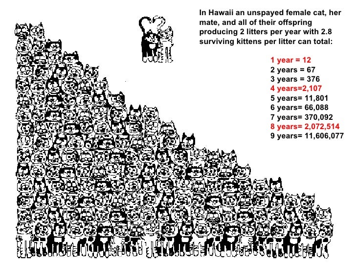 Feral Free-Ranging Cats on Maui