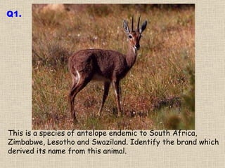 This is a species of antelope endemic to South Africa, Zimbabwe, Lesotho and Swaziland. Identify the brand which derived its name from this animal. Q1. 