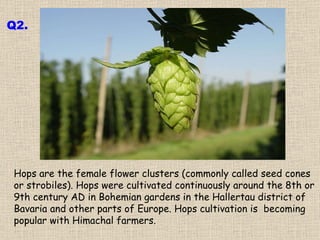 Hops are the female flower clusters (commonly called seed cones or strobiles). Hops were cultivated continuously around the 8th or 9th century AD in Bohemian gardens in the Hallertau district of Bavaria and other parts of Europe. Hops cultivation is  becoming popular with Himachal farmers.  Q2. 