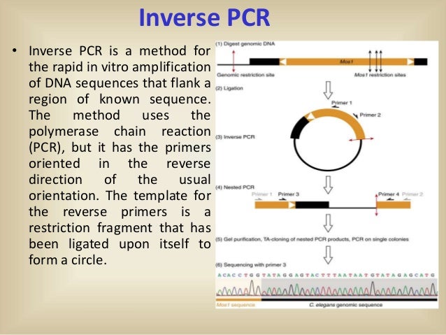 touchdown pcr steps touchdown pcr steps