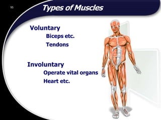 95
ADEPTUS INPECTION AND TESTING UK LIMITED
Types of Muscles
Voluntary
Biceps etc.
Tendons
Involuntary
Operate vital organs
Heart etc.
95
© 2002 Abertay Nationwide Training
 