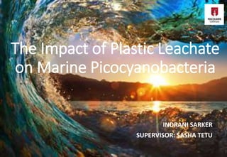The Impact of Plastic Leachate
on Marine Picocyanobacteria
INDRANI SARKER
SUPERVISOR: SASHA TETU
 