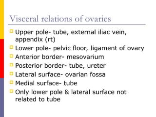 Comprehensive Anatomy and Clinical Overview of the Female Reproductive ...