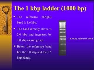 Final Gel electrophoresis USM mpharm ppt | PPT