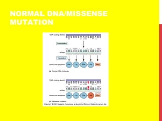 NORMAL DNA/MISSENSE
MUTATION
 
