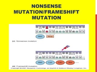 NONSENSE
MUTATION/FRAMESHIFT
MUTATION
 