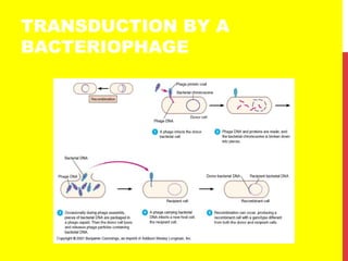 TRANSDUCTION BY A
BACTERIOPHAGE
 