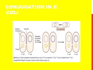 CONJUGATION IN E.
COLI
 