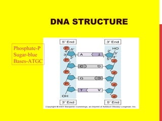 DNA STRUCTURE
Phosphate-P
Sugar-blue
Bases-ATGC
 