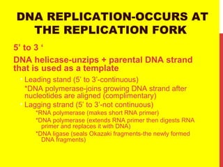 DNA REPLICATION-OCCURS AT
THE REPLICATION FORK
5’ to 3 ‘
DNA helicase-unzips + parental DNA strand
that is used as a template
• Leading stand (5’ to 3’-continuous)
*DNA polymerase-joins growing DNA strand after
nucleotides are aligned (complimentary)
• Lagging strand (5’ to 3’-not continuous)
*RNA polymerase (makes short RNA primer)
*DNA polymerase (extends RNA primer then digests RNA
primer and replaces it with DNA)
*DNA ligase (seals Okazaki fragments-the newly formed
DNA fragments)
 