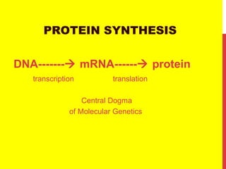 PROTEIN SYNTHESIS
DNA------- mRNA------ protein
transcription translation
Central Dogma
of Molecular Genetics
 