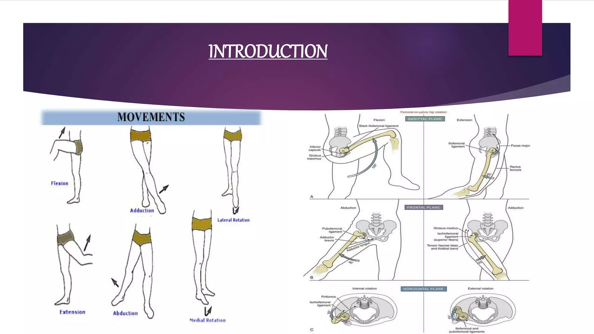 biomechanics of hip joint | PPT