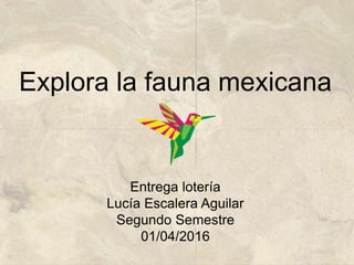 Explora la fauna mexicana
Entrega lotería
Lucía Escalera Aguilar
Segundo Semestre
01/04/2016
 