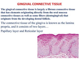GINGIVAL CONNECTIVE TISSUE
The gingival connective tissue is largely a fibrous connective tissue
that has elements originating directly from the oral mucosa
connective tissues as well as some fibers (dentogingival) that
originate from the developing dental follicle.
The connective tissue of the gingiva is known as the lamina
propria, and it consists of two layers…
Papillary layer and Reticular layer
 