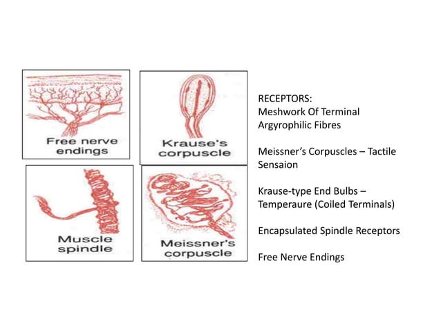 gingival connective tissue | PPTX | Dental Health | Diseases and Conditions