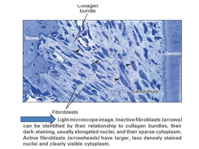 gingival connective tissue | PPTX | Dental Health | Diseases and Conditions