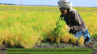 Women and men both harvest lentil crops. Local varieties require to be
 