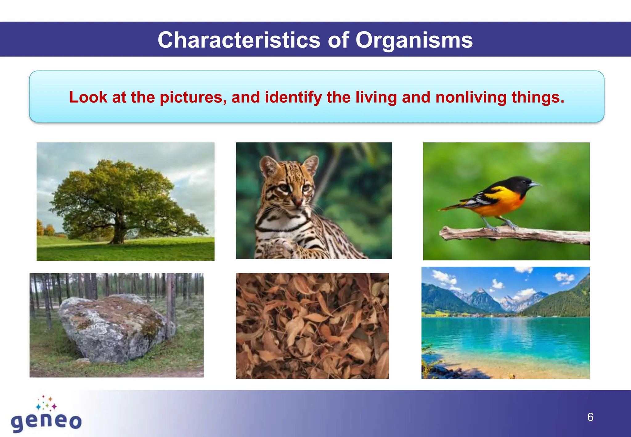 6
Characteristics of Organisms
Look at the pictures, and identify the living and nonliving things.
 