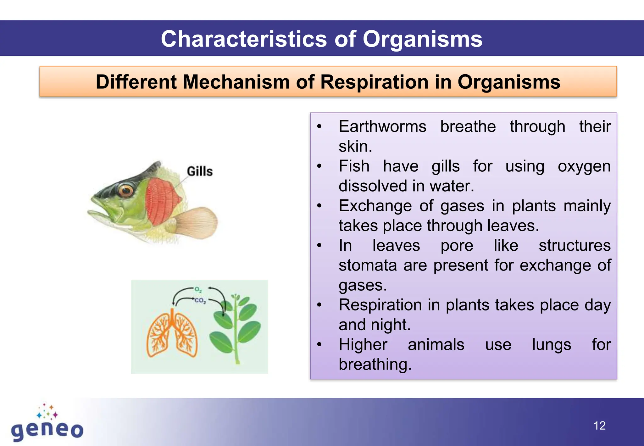 12
Characteristics of Organisms
Different Mechanism of Respiration in Organisms
• Earthworms breathe through their
skin.
• Fish have gills for using oxygen
dissolved in water.
• Exchange of gases in plants mainly
takes place through leaves.
• In leaves pore like structures
stomata are present for exchange of
gases.
• Respiration in plants takes place day
and night.
• Higher animals use lungs for
breathing.
 
