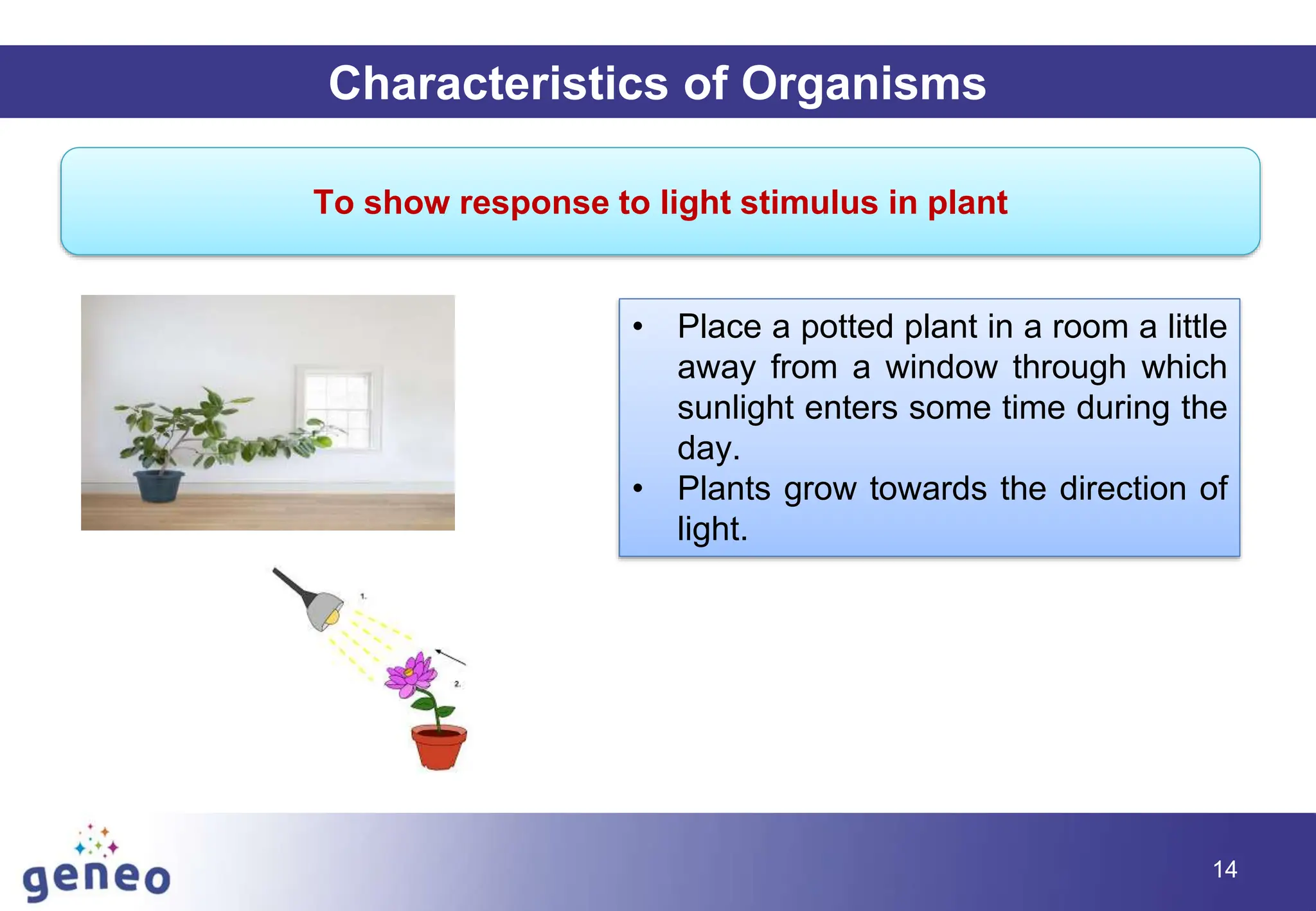 14
Characteristics of Organisms
To show response to light stimulus in plant
• Place a potted plant in a room a little
away from a window through which
sunlight enters some time during the
day.
• Plants grow towards the direction of
light.
 