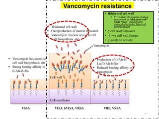 16
• thickened cell wall
• ↑↑ D-alanyl:D-alanine ending
precursors in thickened cell
walls “trap” vancomycin
molecules in outer layers of
peptidoglycan
• ↑ cell wall turn-over
• ↑ +ve cell wall charge
• ↓ autolytic activity
Vancomycin resistance
 