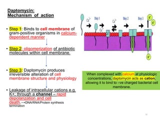 Daptomycin:
Mechanism of action
• Step 1: Binds to cell membrane of
gram-positive organisms in calcium-
dependent manner
• Step 2: oligomerization of antibiotic
molecules within cell membrane.
• Step 3: Daptomycin produces
irreversible alteration of cell
membrane structure and physiology
• Leakage of intracellular cations e.g.
K+; through a channel – rapid
depolarization and cell
death.→DNA/RNA/Protein synthesis
termination
32
When complexed with calcium at physiologic
concentrations, daptomycin acts as cation,
allowing it to bind to –ve charged bacterial cell
membrane.
 
