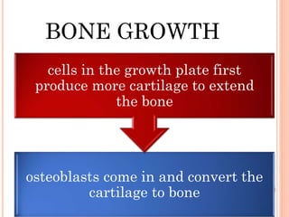BONE GROWTH
osteoblasts come in and convert the
cartilage to bone
cells in the growth plate first
produce more cartilage to extend
the bone
 