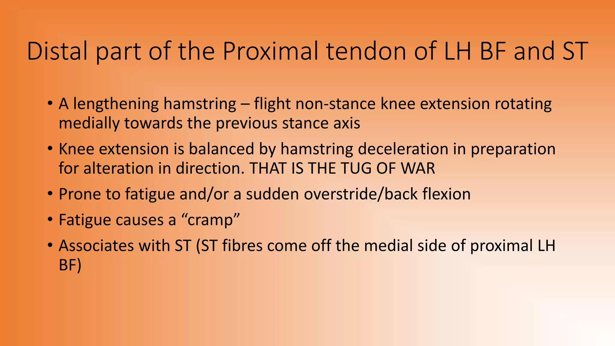 Distal part of the Proximal tendon of LH BF and ST
• A lengthening hamstring – flight non-stance knee extension rotating
medially towards the previous stance axis
• Knee extension is balanced by hamstring deceleration in preparation
for alteration in direction. THAT IS THE TUG OF WAR
• Prone to fatigue and/or a sudden overstride/back flexion
• Fatigue causes a “cramp”
• Associates with ST (ST fibres come off the medial side of proximal LH
BF)
 