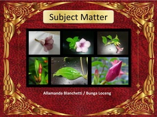 Subject Matter




Allamanda Blanchetti / Bunga Loceng
 