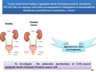 Grape seed extract induces apoptotic death of human prostate carcinoma
DU145 cells via caspases activation accompanied by dissipation of mitochondrial
membrane potential and cytochrome c release
To investigate the molecular mechanisms of GSE-caused
apoptotic death of human Prostate cancer cell.
Agarwal et al., 2012
Carcinogenesis,
29
10/12/2016
 