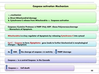 Fig. 2. Effect of GSE on the cleavage patterns of caspase 3, 7 and 9 and PARP in DU145 cells.
B: Analysis of Caspase 3 activity
A: Immunoblot analysis to identify the
products of caspase 3, 7 & 9.
12
Caspase activation Mechanism
> 3 mechanism
a. Direct Mitochondrial damage
b. Cytochrome C release from Mitochondria c. Caspases activation
Caspases (Cysteine Protease) & PARP (Poly ADP- ribose Polymerase)cleavage
= Biomarkers of Apoptosis.
Mitochondria is a key regulator of Apoptosis by releasing Cytochrome C into cytosol
Cyt C + Caspase to form Apoptome gene leads to further biochemical & morphological
changes = Apoptosis
As GSE , the cleavge of caspase 3 & 9activity = PARP cleavage
Caspase 3 is a central Caspase in the Cascade
Caspase 3= Cell death
3210/12/2016
 