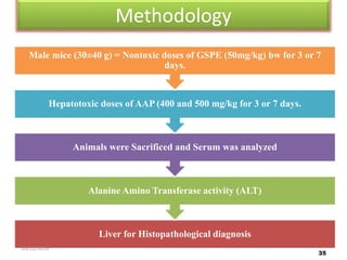 Methodology
Liver for Histopathological diagnosis
Alanine Amino Transferase activity (ALT)
Animals were Sacrificed and Serum was analyzed
Hepatotoxic doses of AAP (400 and 500 mg/kg for 3 or 7 days.
Male mice (30±40 g) = Nontoxic doses of GSPE (50mg/kg) bw for 3 or 7
days.
35
10/12/2016
 